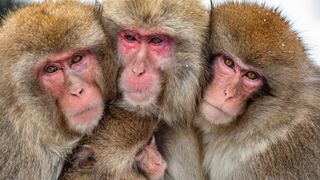 Japanese macaques (Macaca fuscata) have carried out more than 50 attacks against people in the Japanese city of Yamaguchi (the macaques in the photo are not associated with the recent violence).