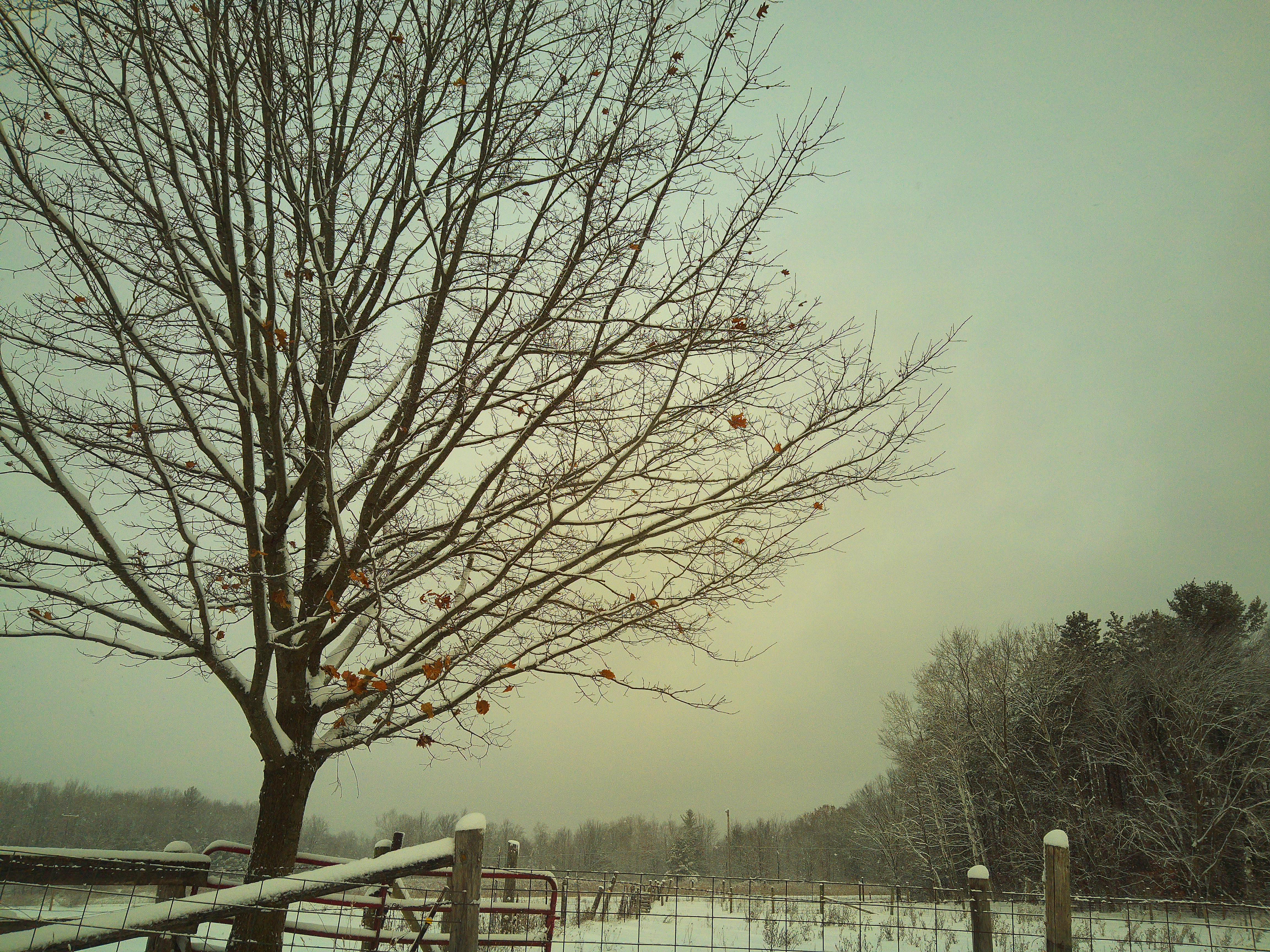 A sample image taken with the Camp Snap CS-Pro