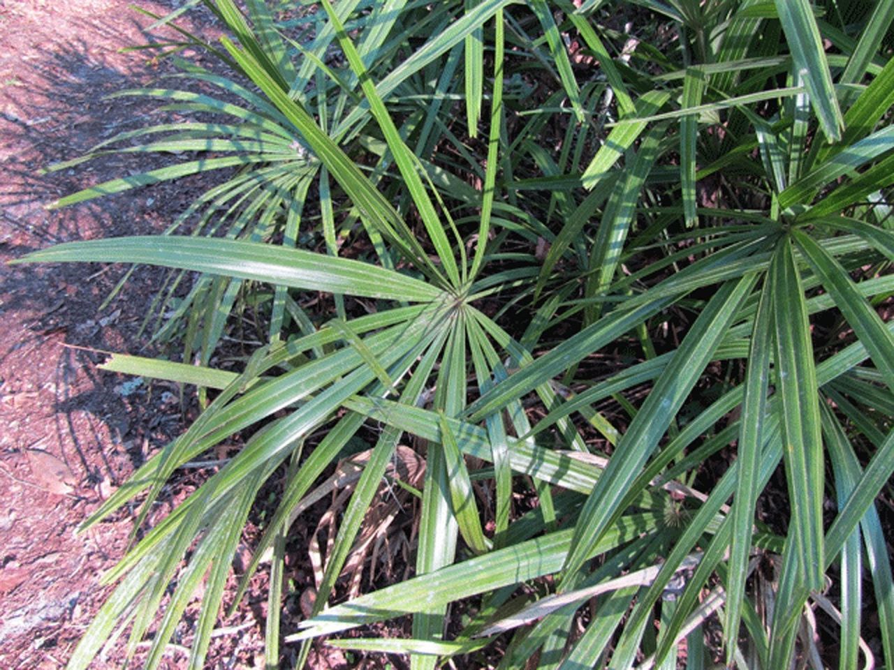 Needle Palm Trees