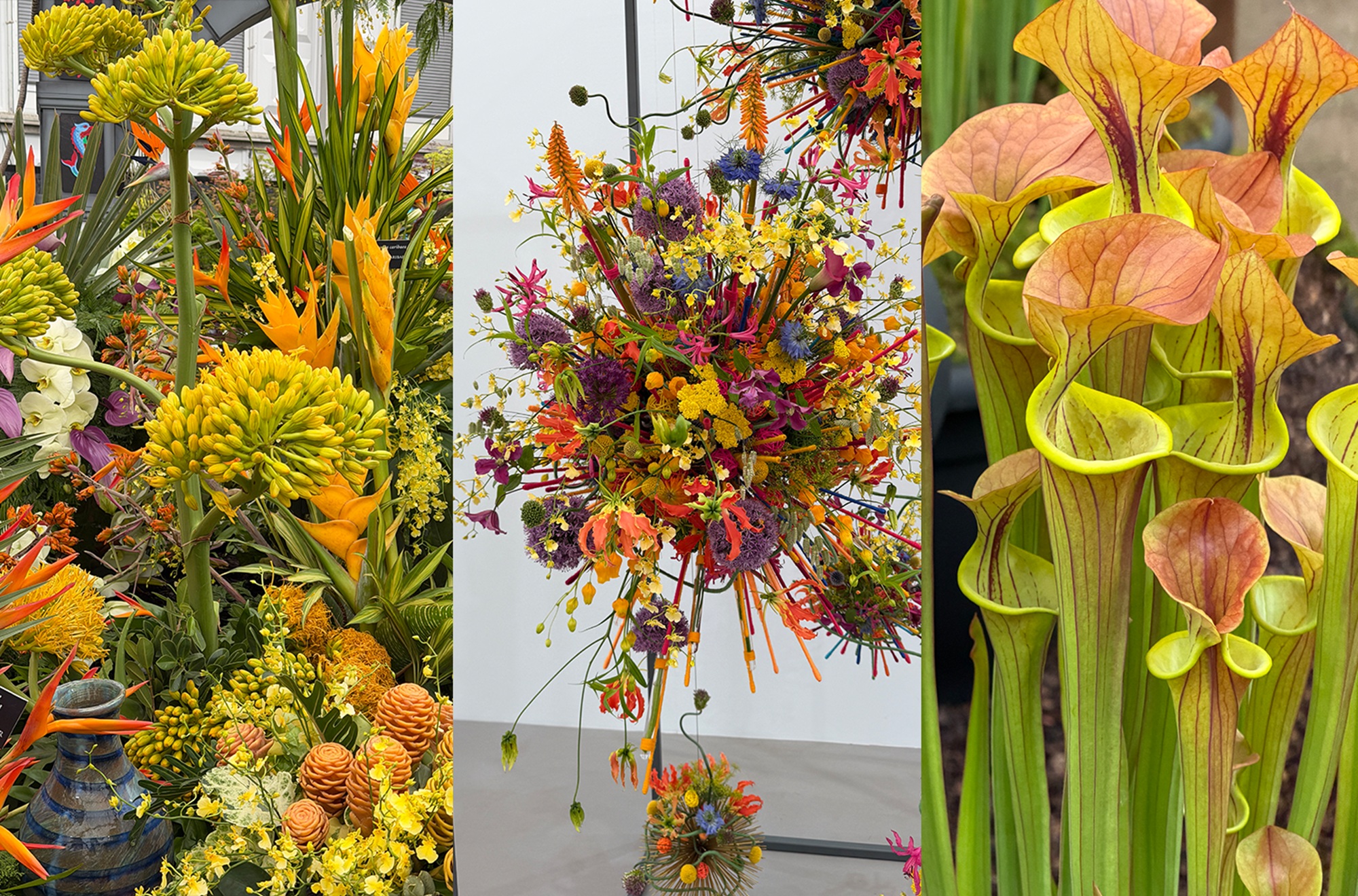 colorful flowers from the chelsea flower show 2026