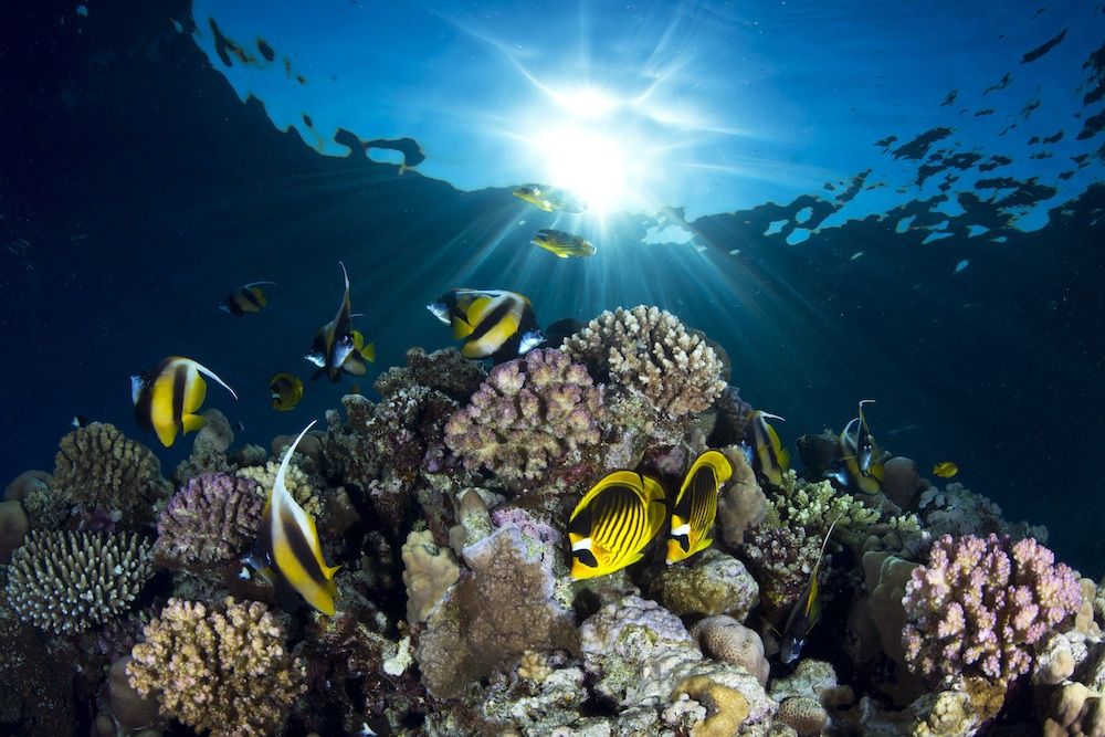 Reef in the Red Sea