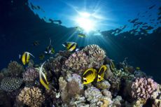 Reef in the Red Sea