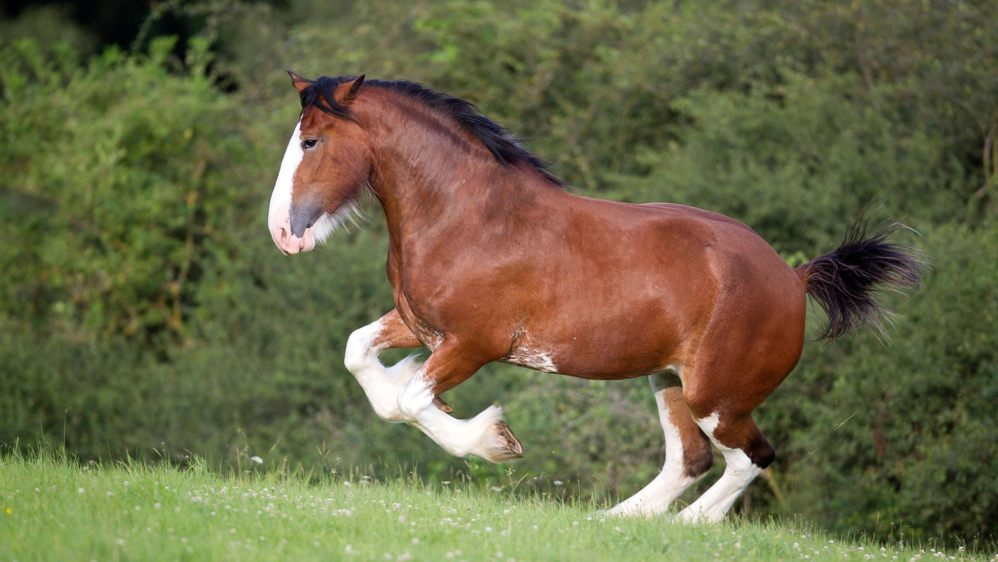 Bay Clydesdale Horse with white stockings frolicking in a field