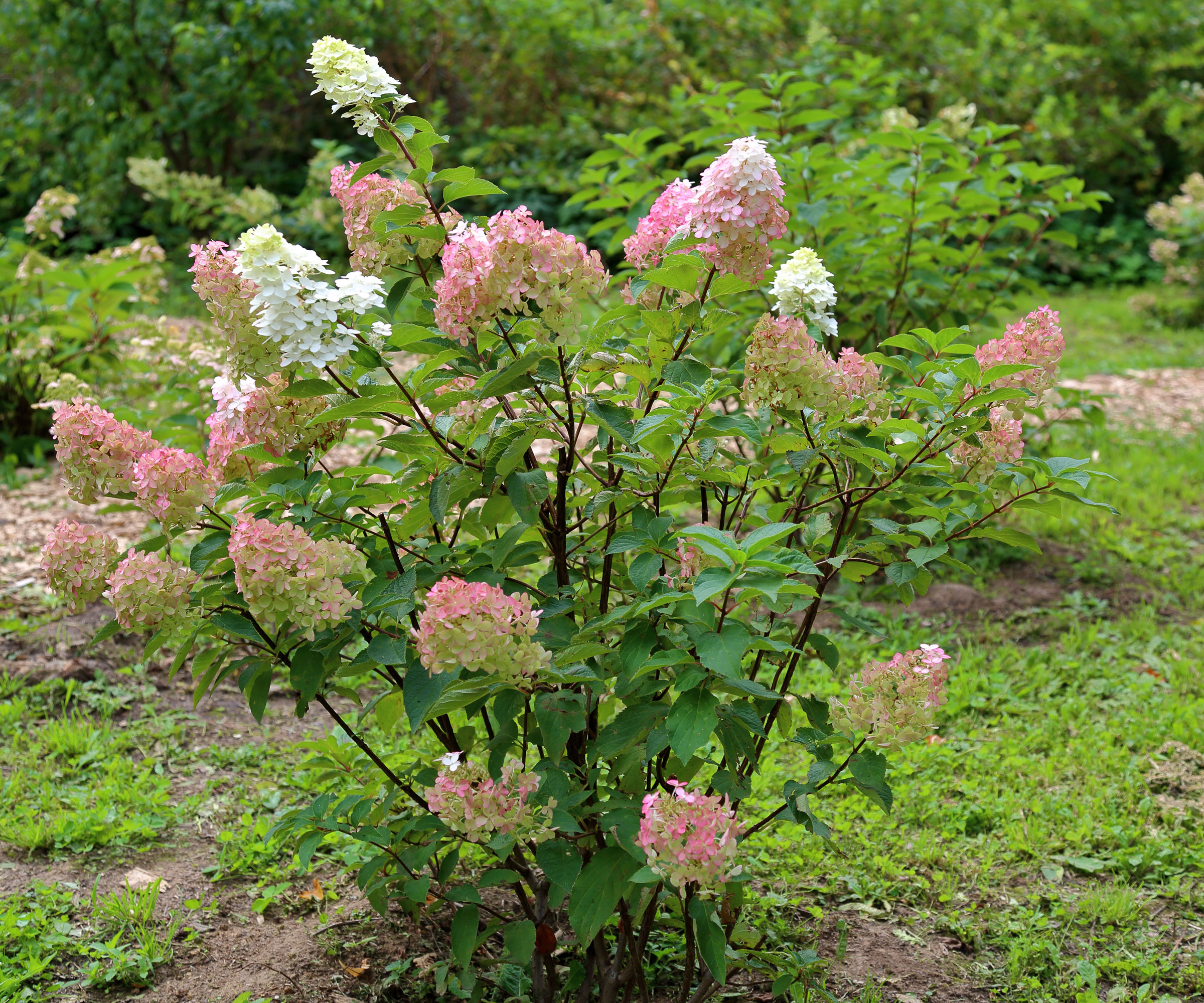 panicle hydrangea with a lack of blooms in garden