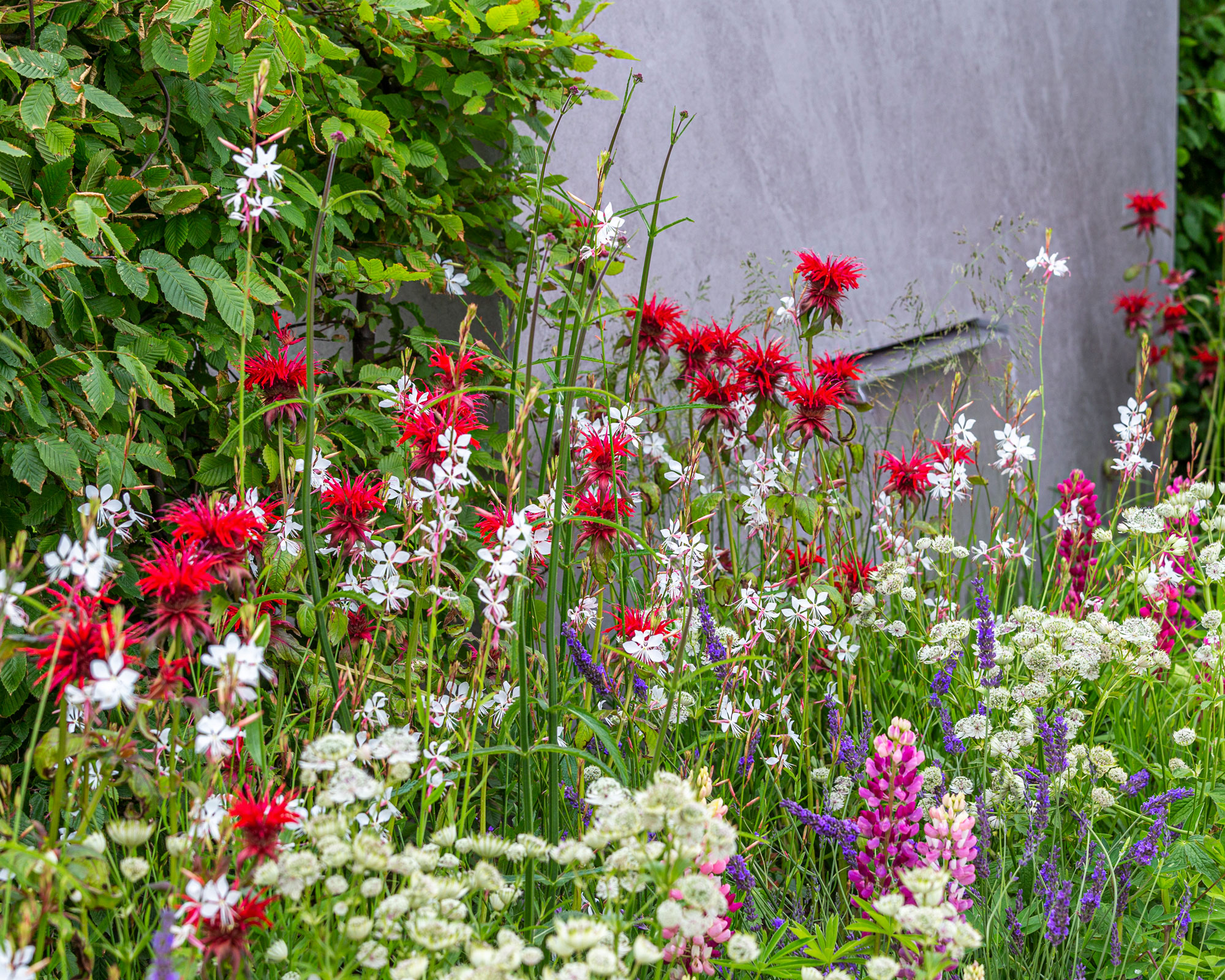 border planting design with red monarda flowers, white gaura and pink lupins