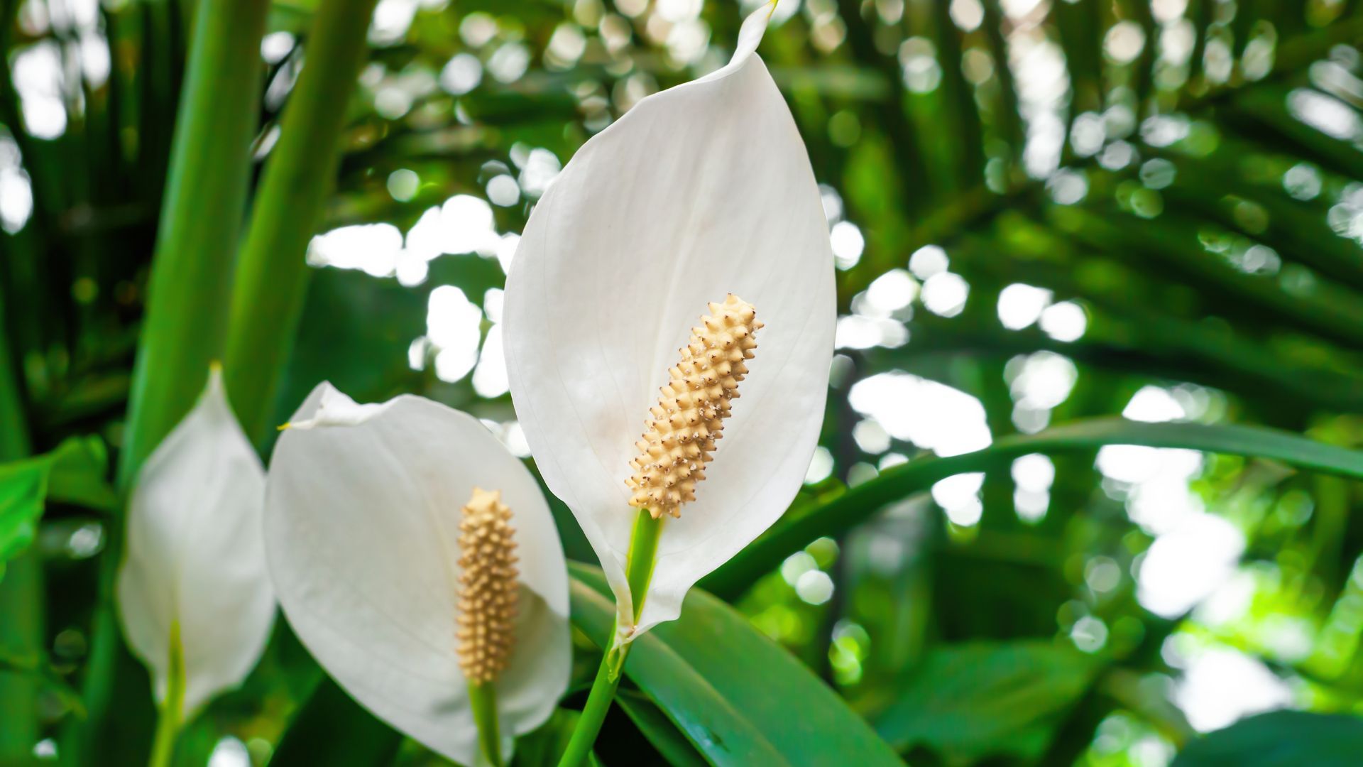Peace lily close up shot