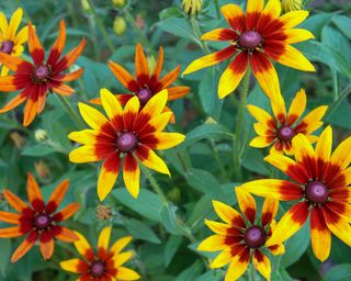 Rudbeckia Autumn Forest black-eyed Susan