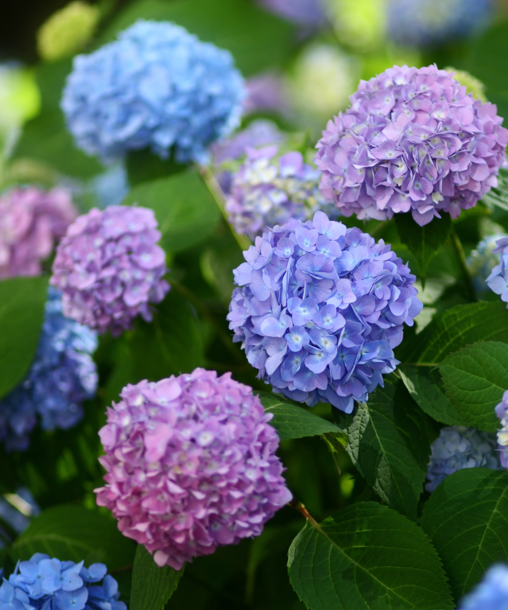 Hydrangea diseases: how to spot them and combat problems | Homes & Gardens