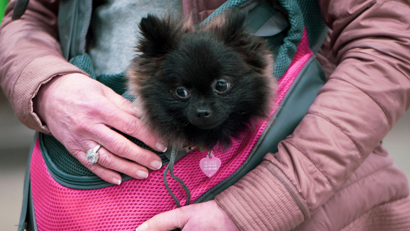 Puppy being carried in a puppy sling
