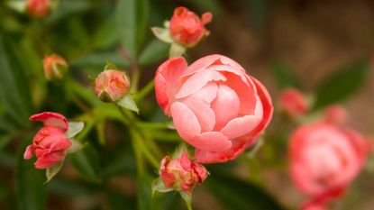 close focus on knockout rose bloom 