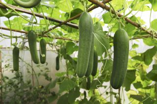 Grow cucumbers overhead