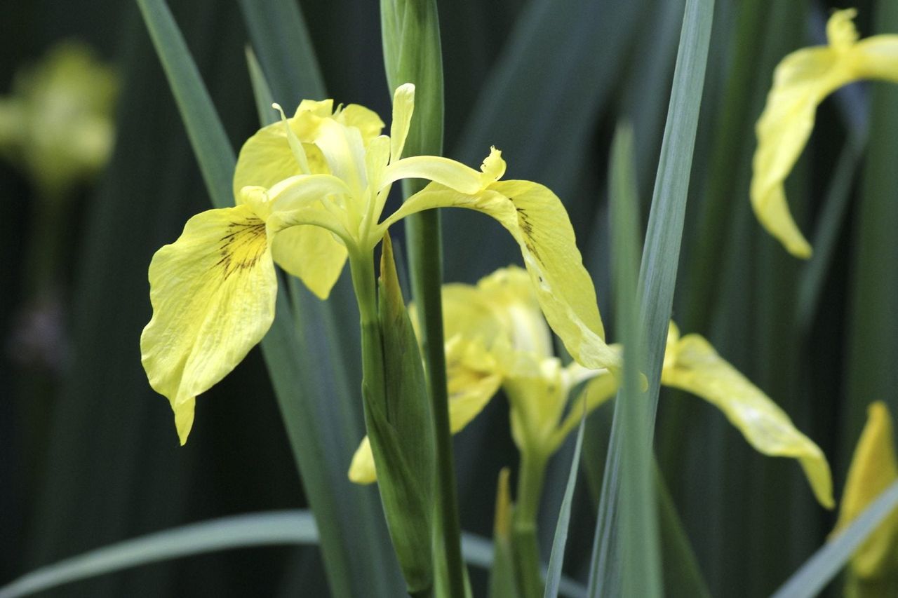 Yellow Flag Iris Plants