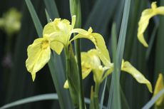 Yellow Flag Iris Plants