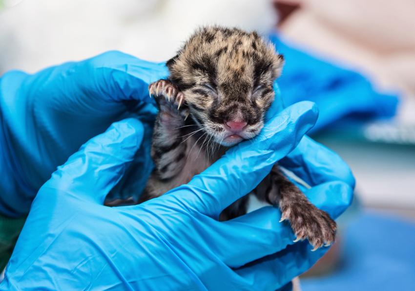 The cub is the first clouded leopard to be born from an artificial insemination procedure using cryopreserved (frozen, then thawed) semen.