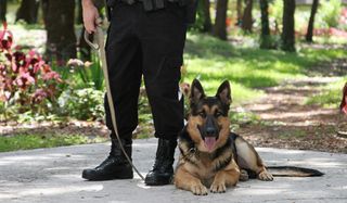 dog-police-110106-02