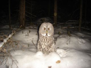 Great gray owl camera trap finalist