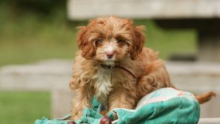 Brown cavapoo puppy looking at the camera