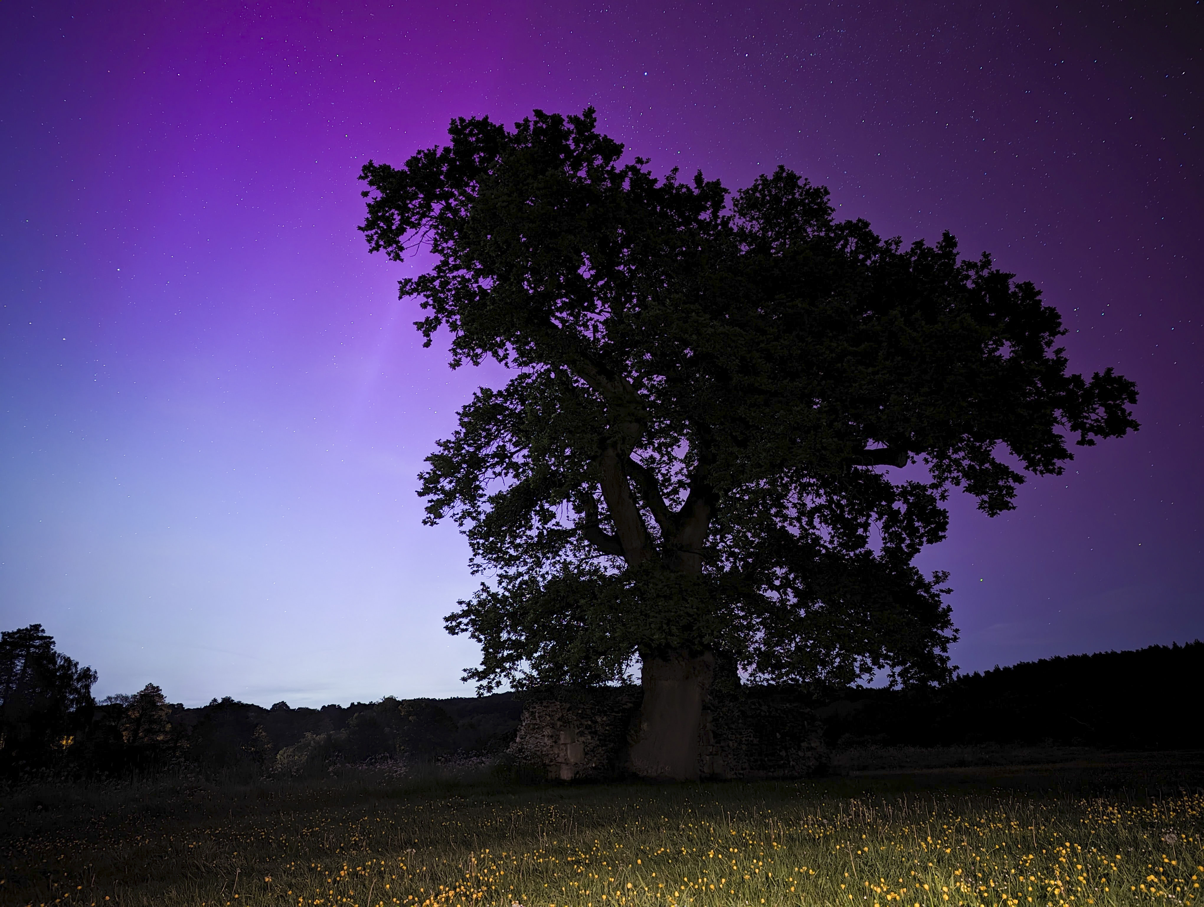 Northern Lights over an old tree taken with the Google Pixel 6's Astrophotography mode