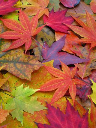 mixed autumn leaves