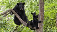 Mother black bear and two cubs in tree