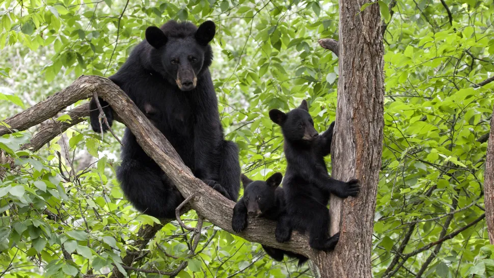 Campers warned after human-bear conflicts come in “hot and heavy,” signalling worrying trend