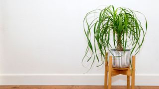 Ponytail Palm (Beaucarnea recurvata) in a white and gold striped plant pot on a wooden plant stand against a white wall