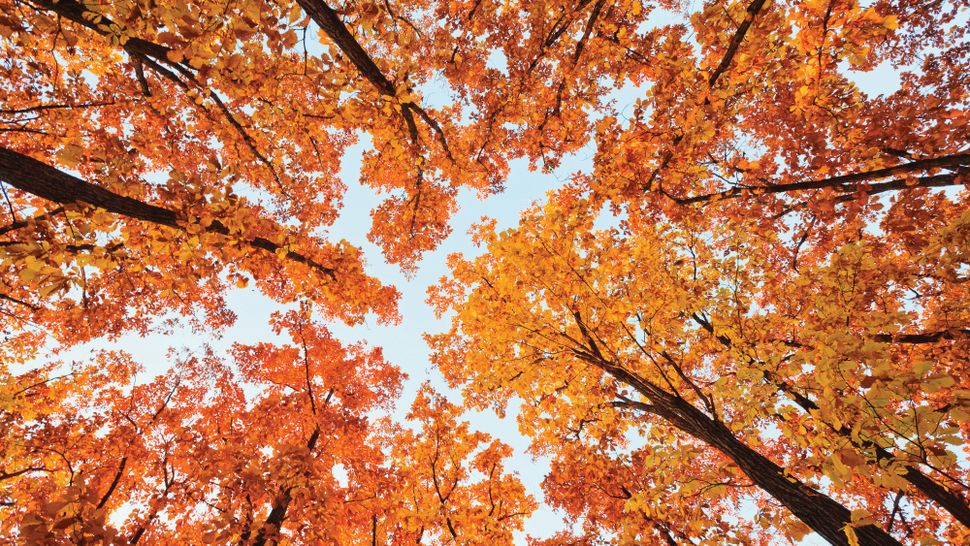 10 tips for capturing colorful autumn photos | TechRadar