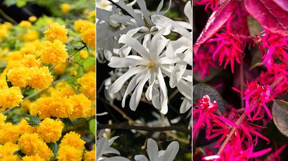 three shrubs with spring flowers in yellow, white and pink