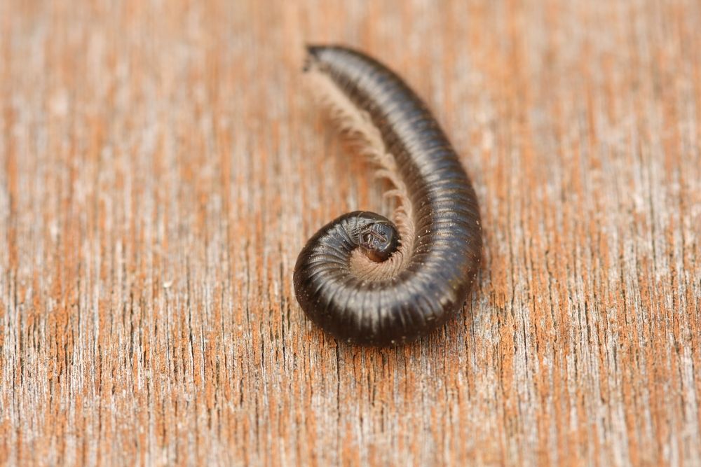 millipede