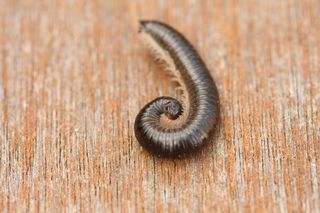 millipede