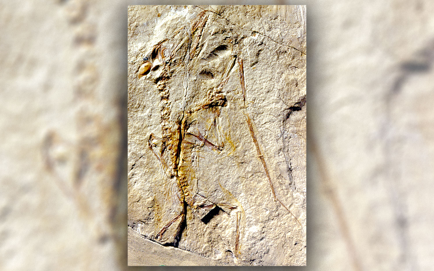 Baby pterosaurs may have hatched ready to fly right out of the egg