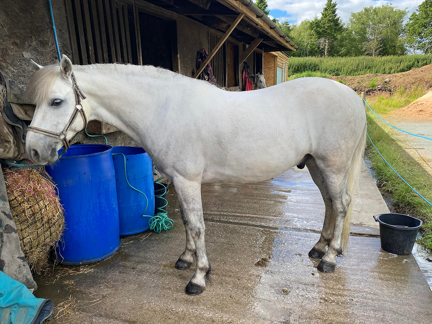 WildWash Equine Natural Whitening Shampoo