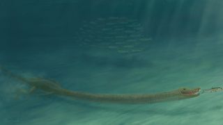The long neck of Tanystropheus hydroides may have helped the species sneak up on ocean prey.