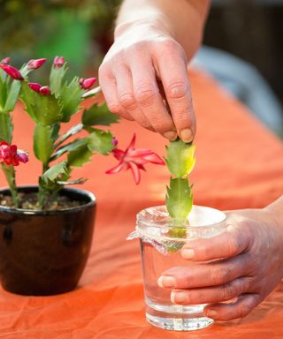Thanksgiving cactus propagating in water