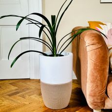A Dupray Bloom air purifier with a ribbon plant in a living room with orange loaf sofa