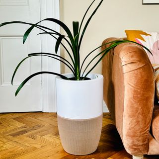 A Dupray Bloom air purifier with a ribbon plant in a living room with orange loaf sofa