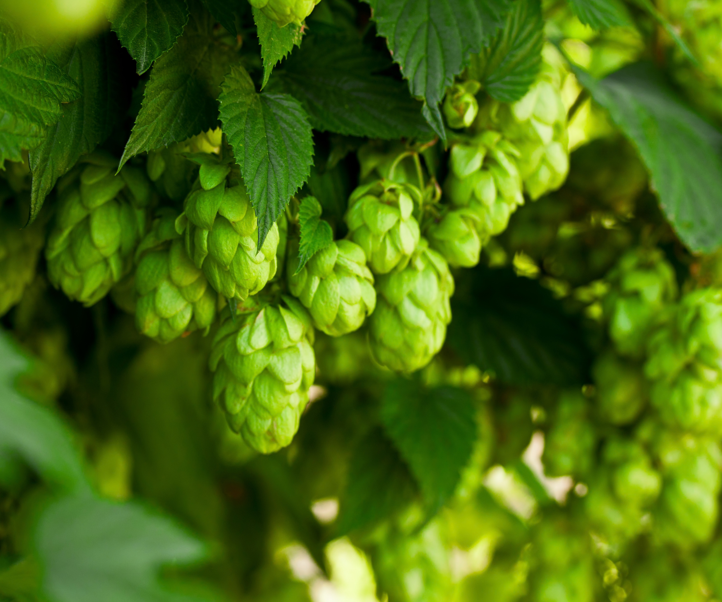 A bunch of green hops on a tree