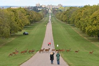 A herd of deer crossing the Long Walk up to Windsor Castle