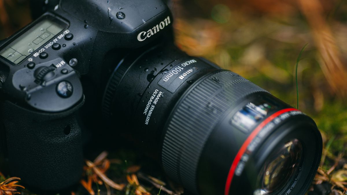 The best macro lenses in 2021 Digital Camera World