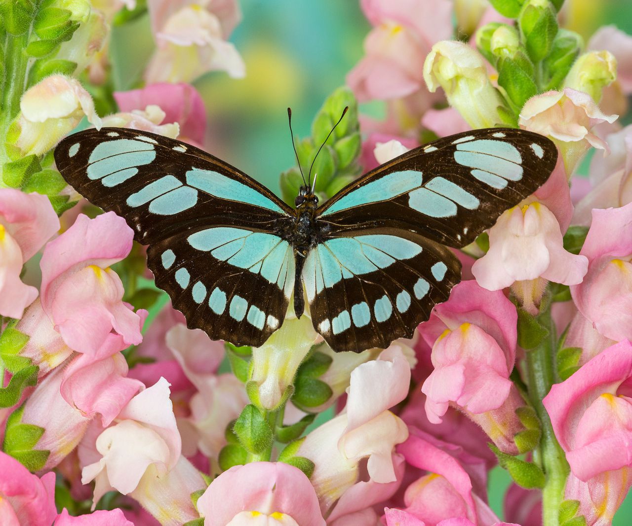 10 Beautiful Butterfly Garden Ideas To Attract Pollinators | Gardening