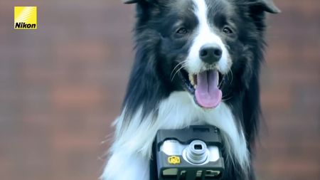 A screenshot of the Nikon Heartography ad with a dog taking pictures using a compact camera