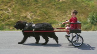 Newfoundland pulling a cart with a child in