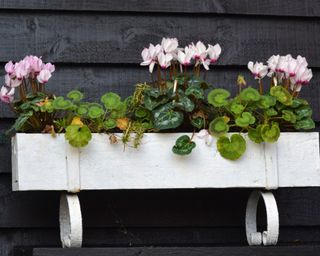 white painted window box with pink cyclamen against a black backdrop