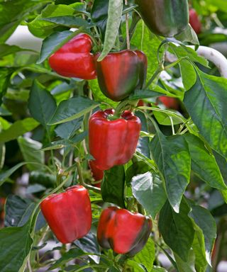 red bell peppers growing on a plant outside