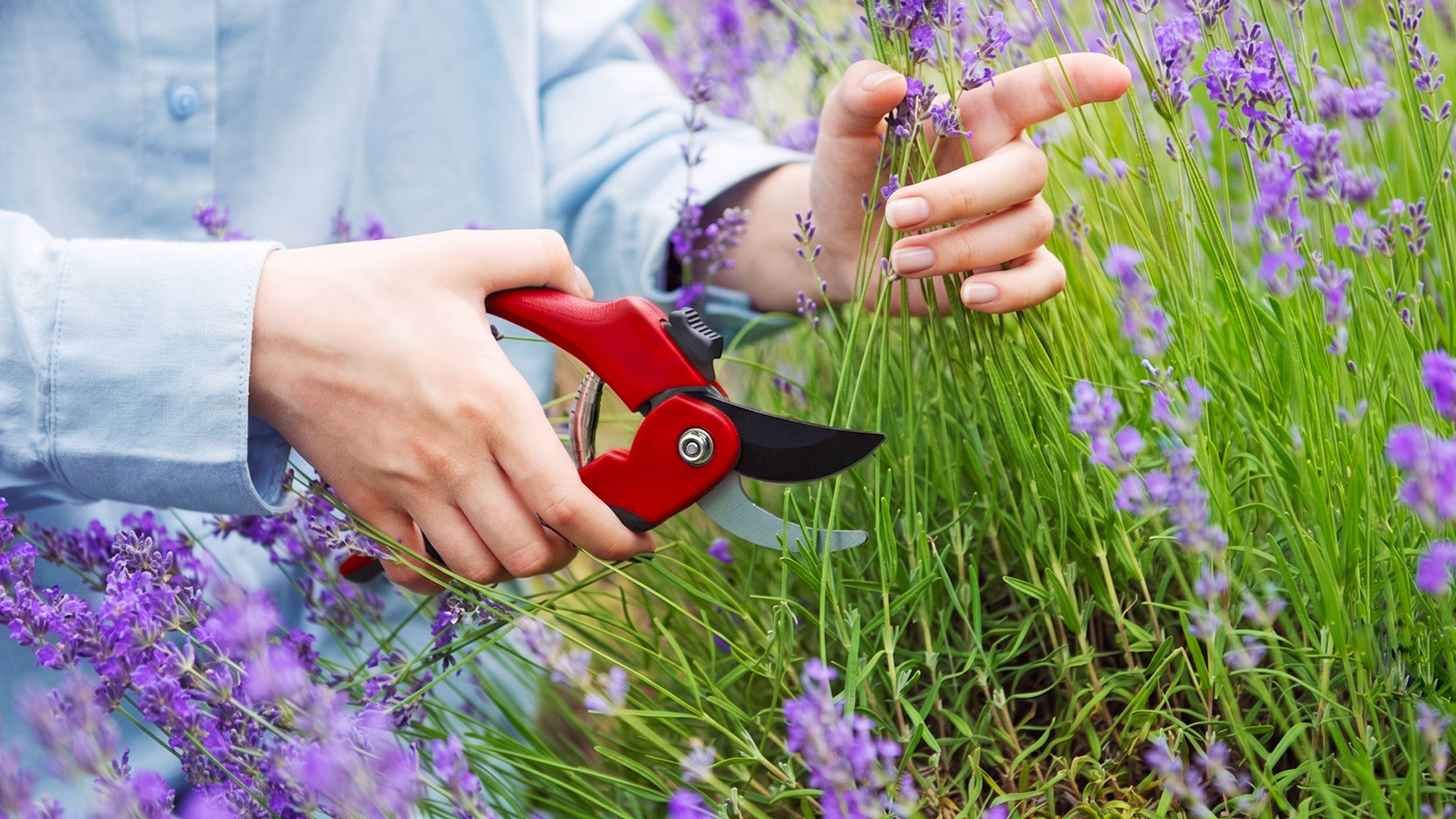 Woman prunes lavender plants in summer with red pruning shears