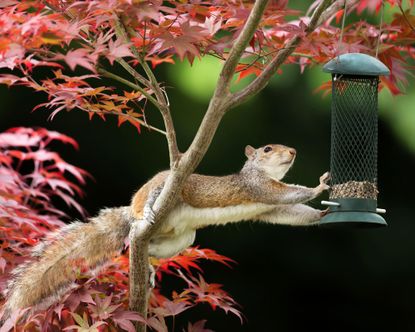 How to keep squirrels out of potted plants