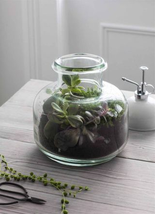 Storage jar used to create a stylish tabletop terrarium filled with succulents by garden trading