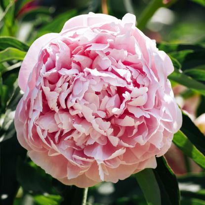 Delicate pink peony flower on abstract natural defocused green background. Paeonia lactiflora