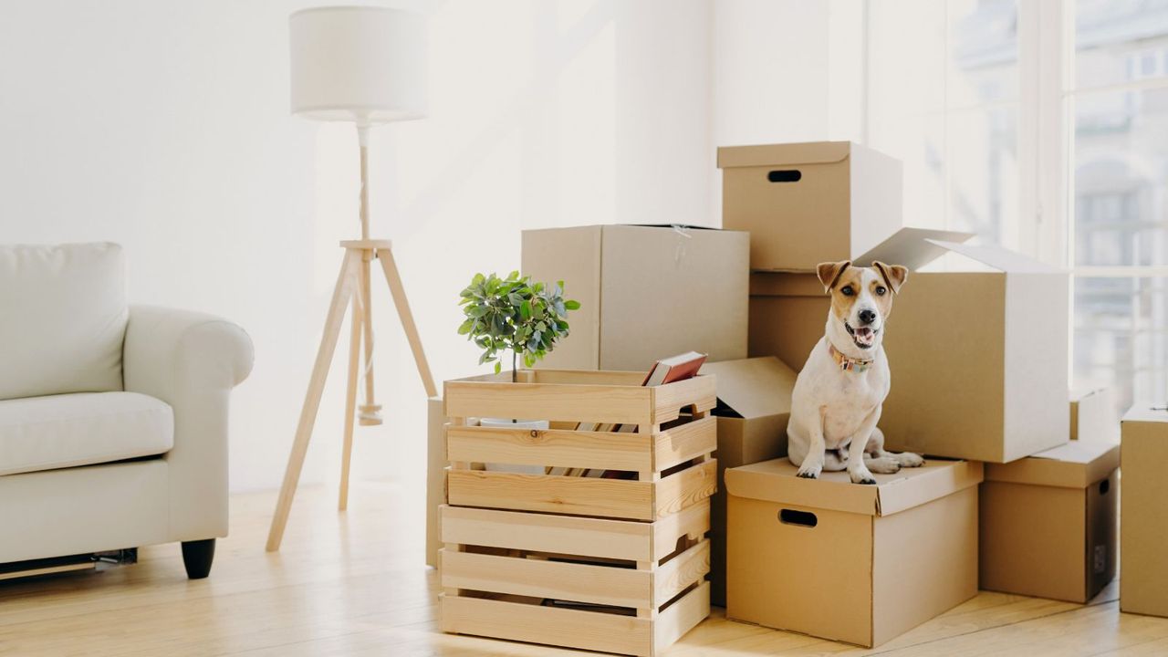 dog on pile of cardboard boxes