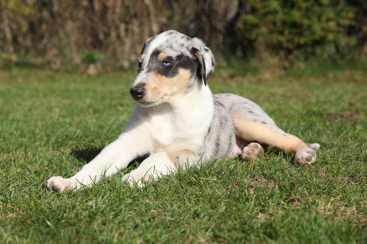 A blue merle Smooth Collie puppy with striking blue eyes lies on the grass in a sunny garden.